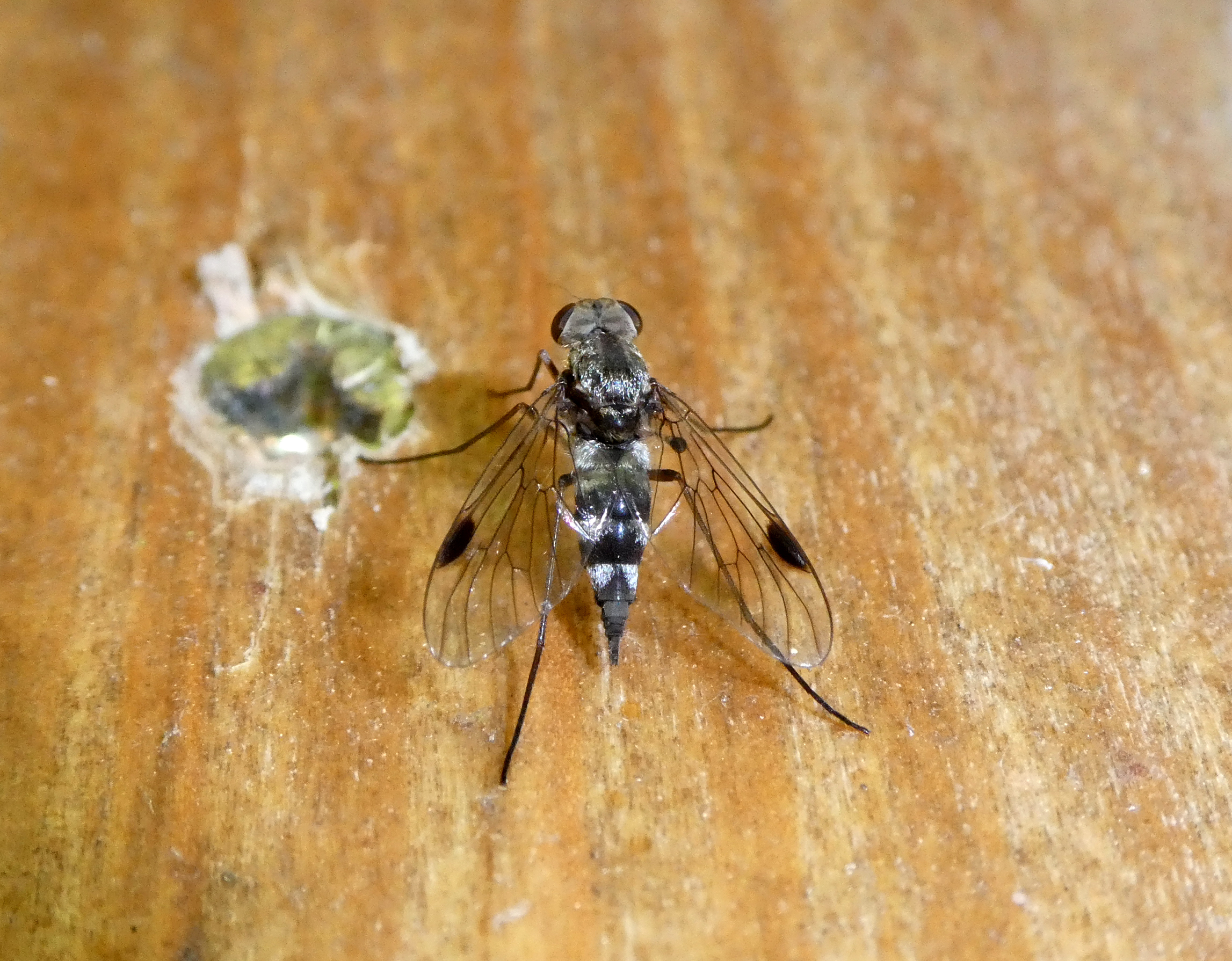 Chrysopilus erythrophthalmus