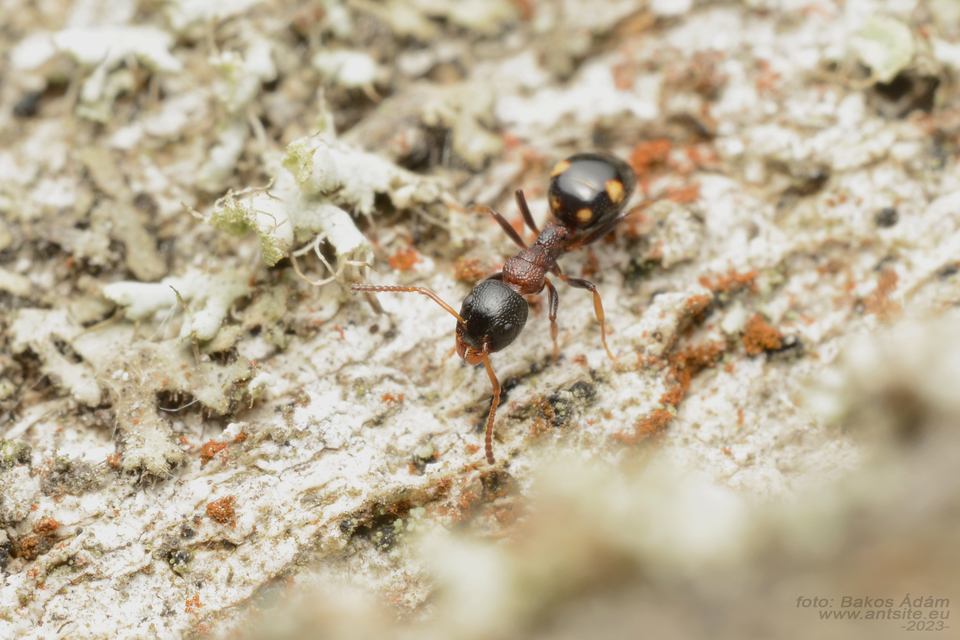 Dolichoderus quadripunctatus - négypettyes erdeihangya