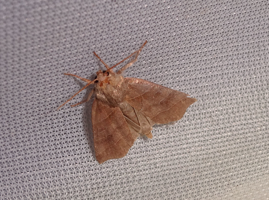 Ipimorpha retusa - sarlós fűzbagoly