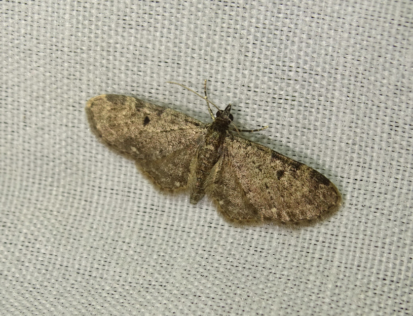 Eupithecia virgaureata - aranyvessző-törpearaszoló