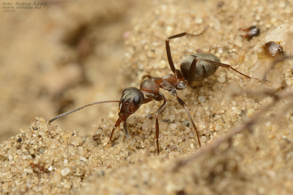 Formica cunicularia - gyakori rabszolgahangya