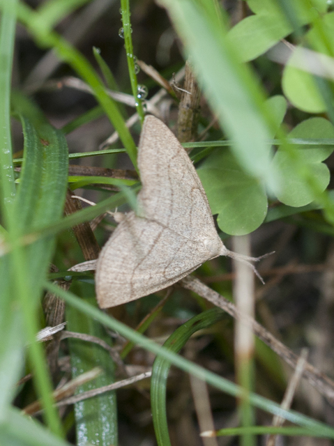 Polypogon tentacularia - sötétaljú karcsúbagoly