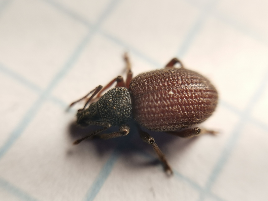 Otiorhynchus rugosostriatus - szamóca-gyalogormányos