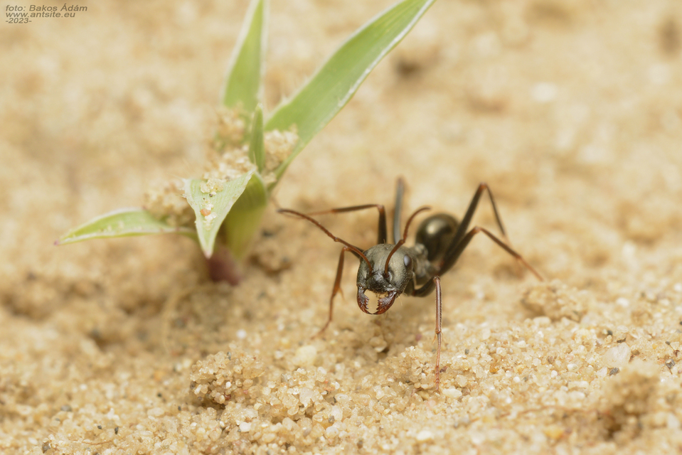 Cataglyphis aenescens - fekete fürgehangya