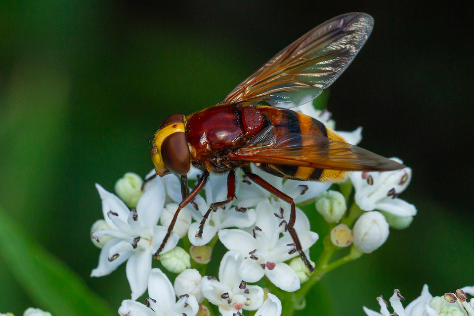 Volucella zonaria - kétöves pihelégy Volucella zonaria - kétöves pihelégy