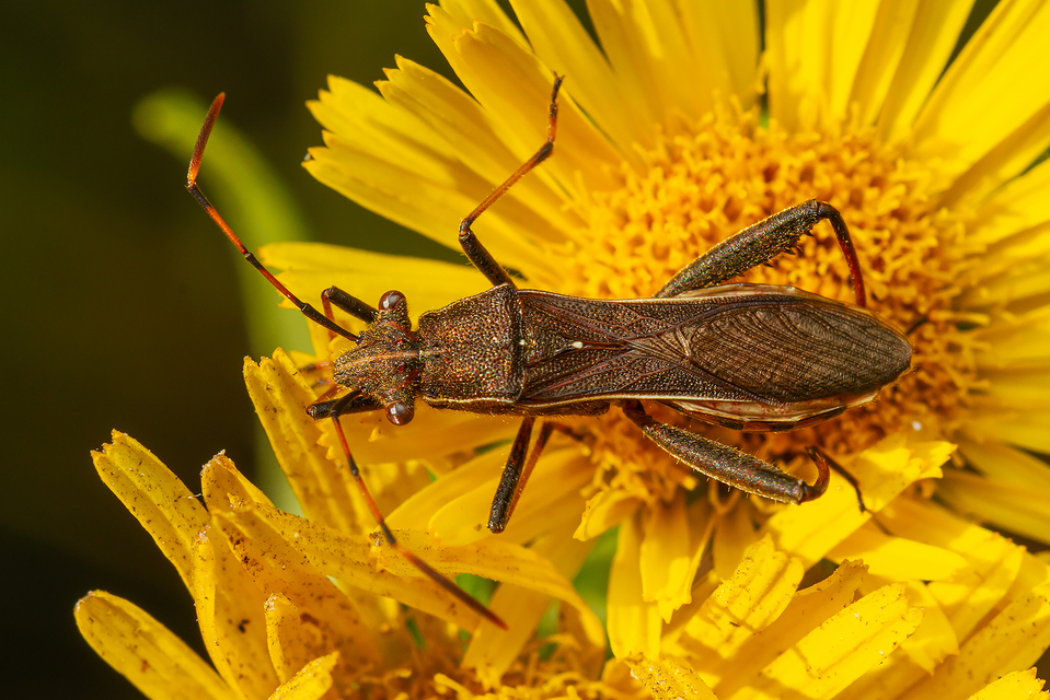 Camptopus lateralis - görbelábú karimáspoloska
