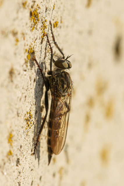 Tolmerus atripes