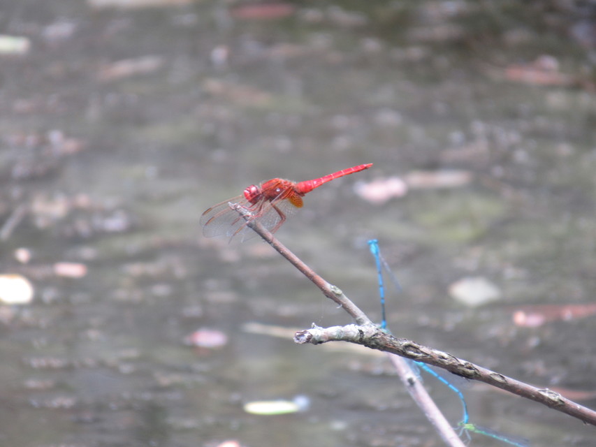 Crocothemis erythraea - skarlát szitakötő