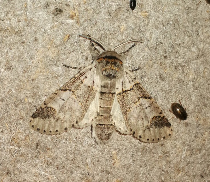 kis púposszövő - Furcula bifida