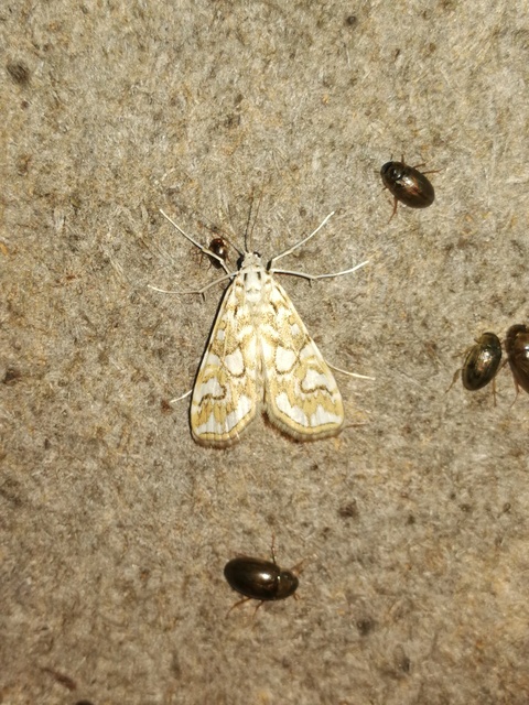 Elophila nymphaeata - tarka vízimoly
