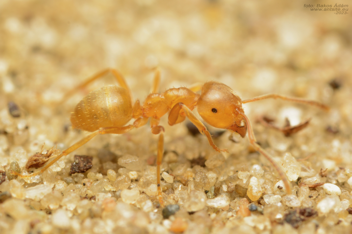 Lasius carniolicus - keleti borostyánhangya
