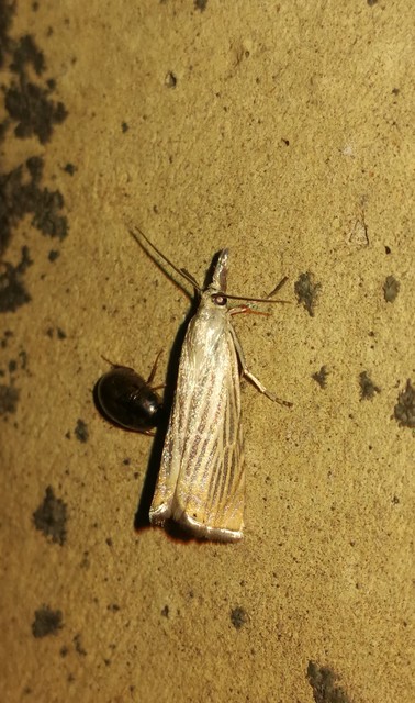 Chrysoteuchia culmella - kerti fűgyökérmoly