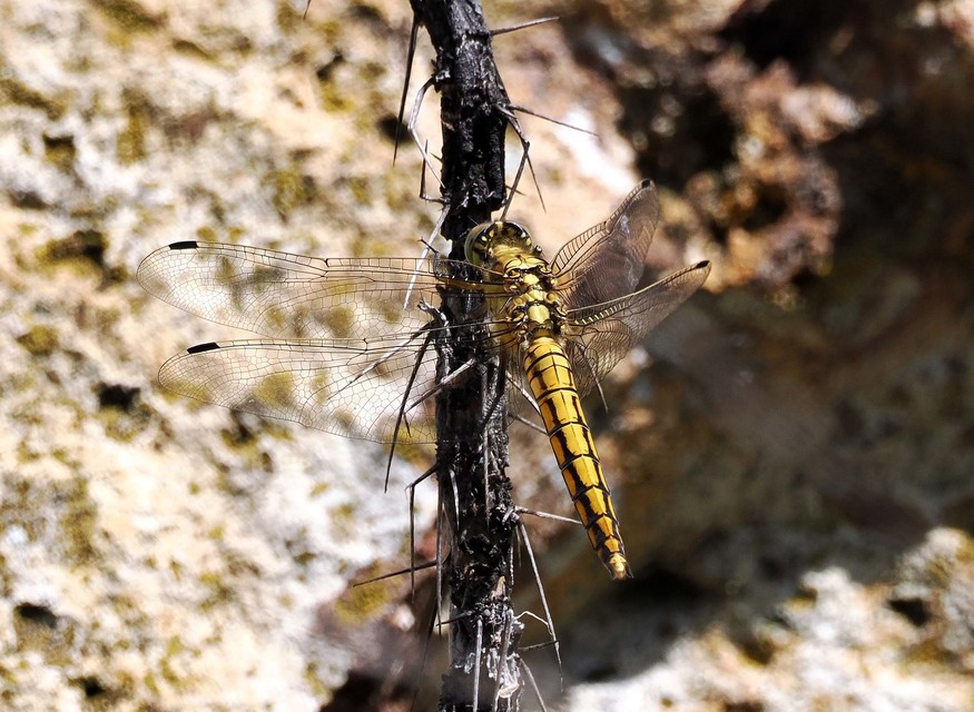 Orthetrum cancellatum - feketefarkú pásztorszitakötő