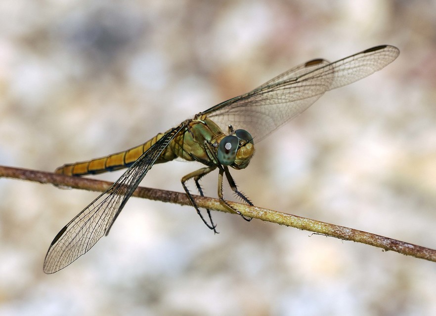 Orthetrum coerulescens - karcsú pásztorszitakötő