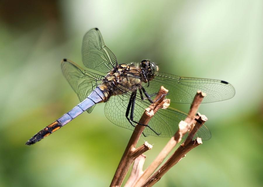 Orthetrum cancellatum - feketefarkú pásztorszitakötő