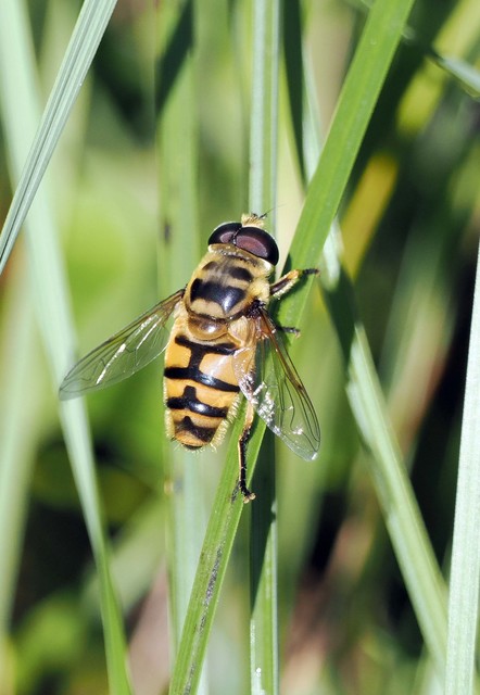 Myathropa florea - halálfejes odúlégy