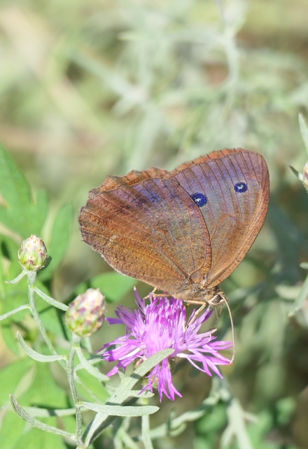 Minois dryas - fekete szemeslepke