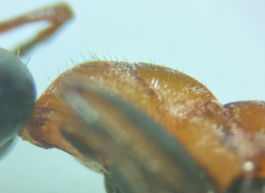 Formica rufibarbis - vörös rabszolgahangya