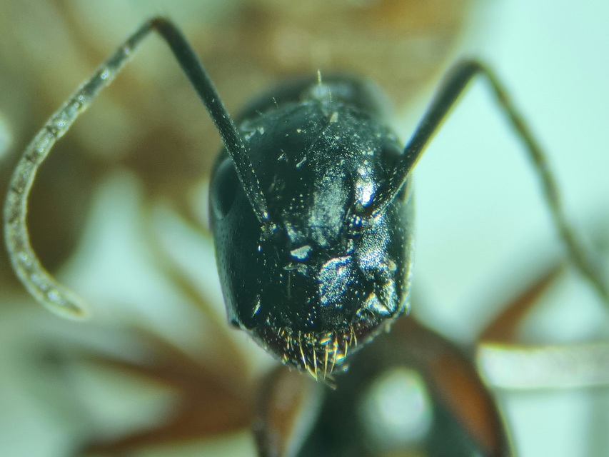 Camponotus ligniperda - faodvasító lóhangya