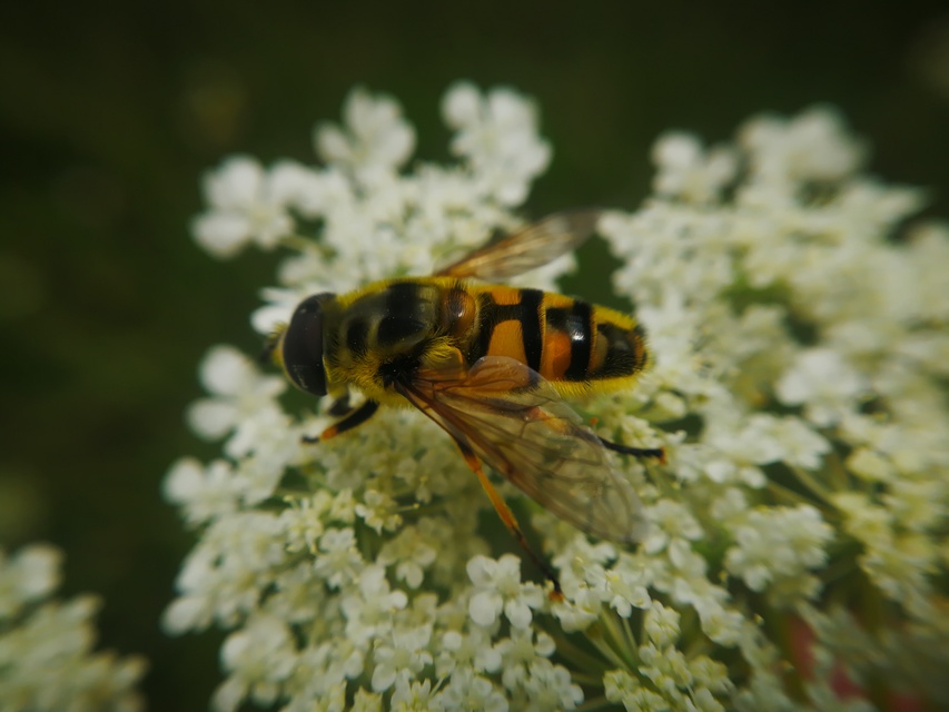 Myathropa florea - halálfejes odúlégy