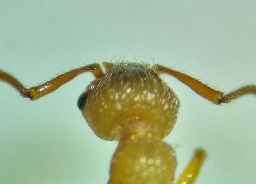 Myrmica sabuleti - gyakori bütyköshangya