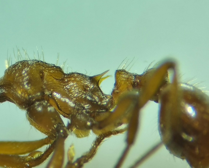 Myrmica rubra - közönséges bütyköshangya