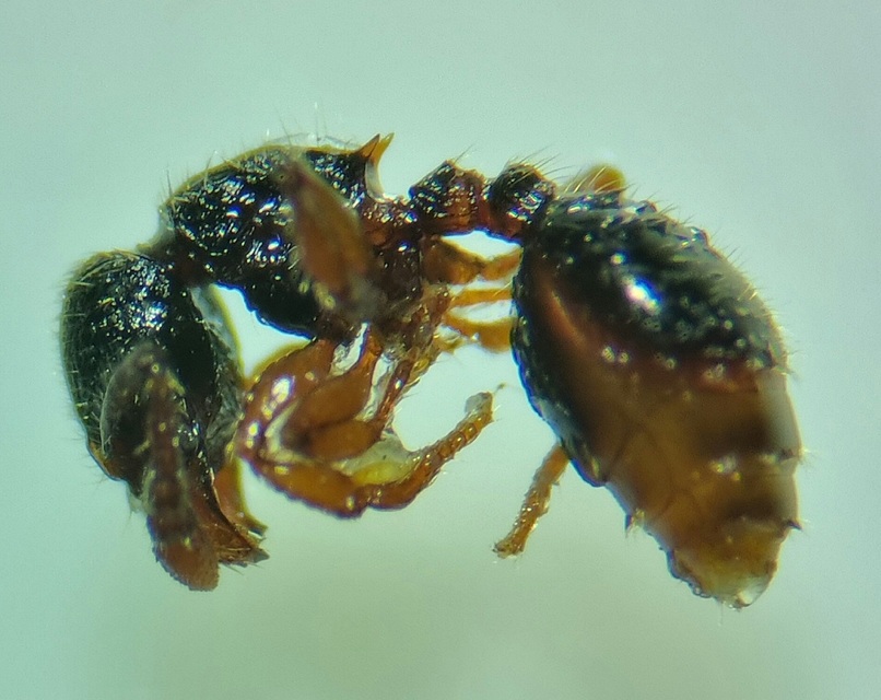 Myrmecina graminicola - ráncoshangya