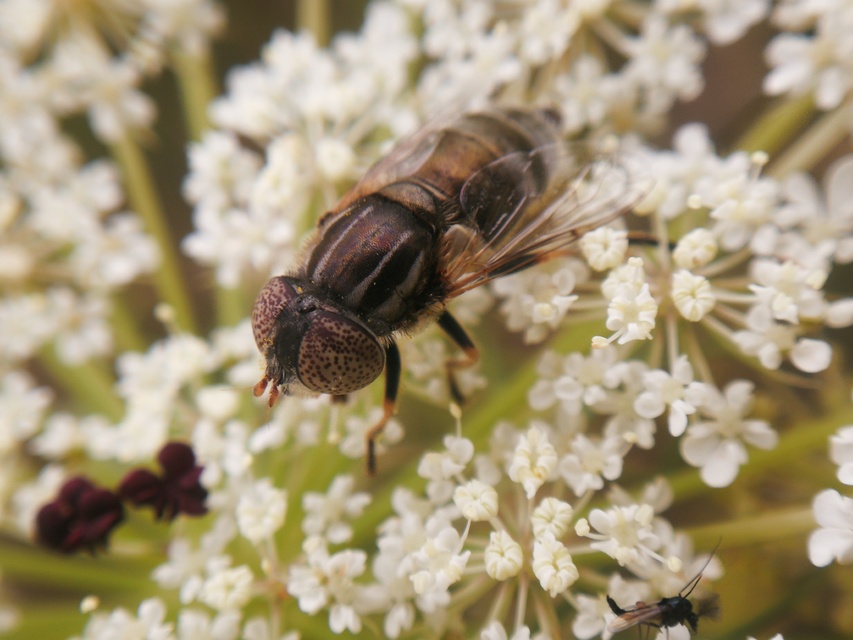 Eristalinus