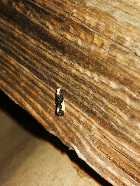 apácamoly - Monopis monachella