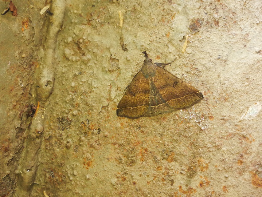 Pechipogo plumigeralis - tollascsápú karcsúbagoly