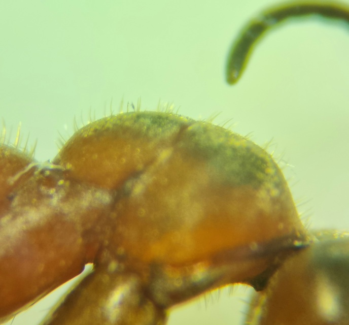 Formica pratensis - réti vöröshangya