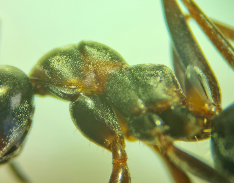 Formica cunicularia - gyakori rabszolgahangya