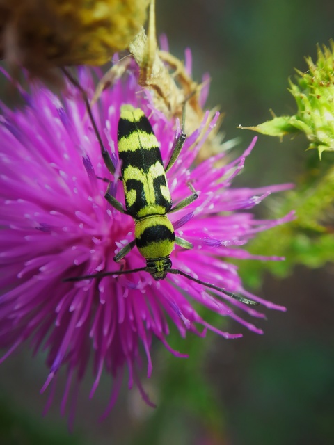 Chlorophorus varius - díszes darázscincér