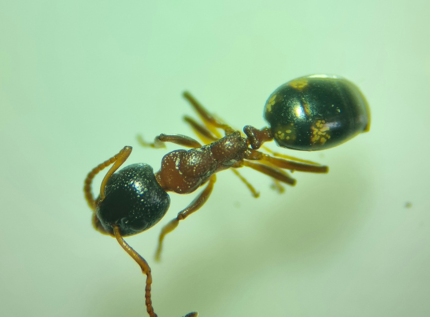 Dolichoderus quadripunctatus - négypettyes erdeihangya