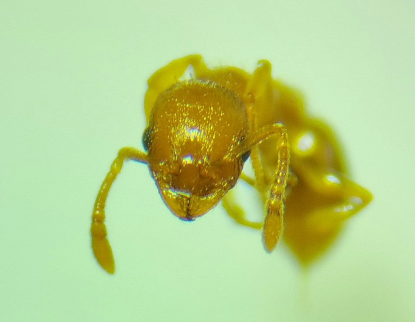 Temnothorax crassispinus - gubacslakó kéreghangya