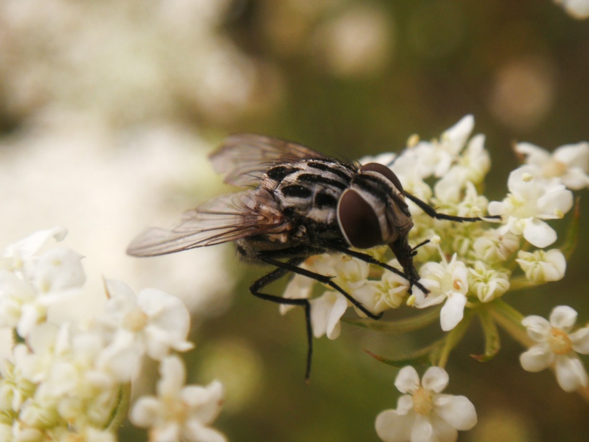Graphomya