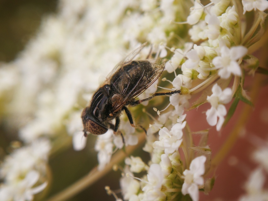 Eristalinus sepulchralis - fekete foltosszeműlégy