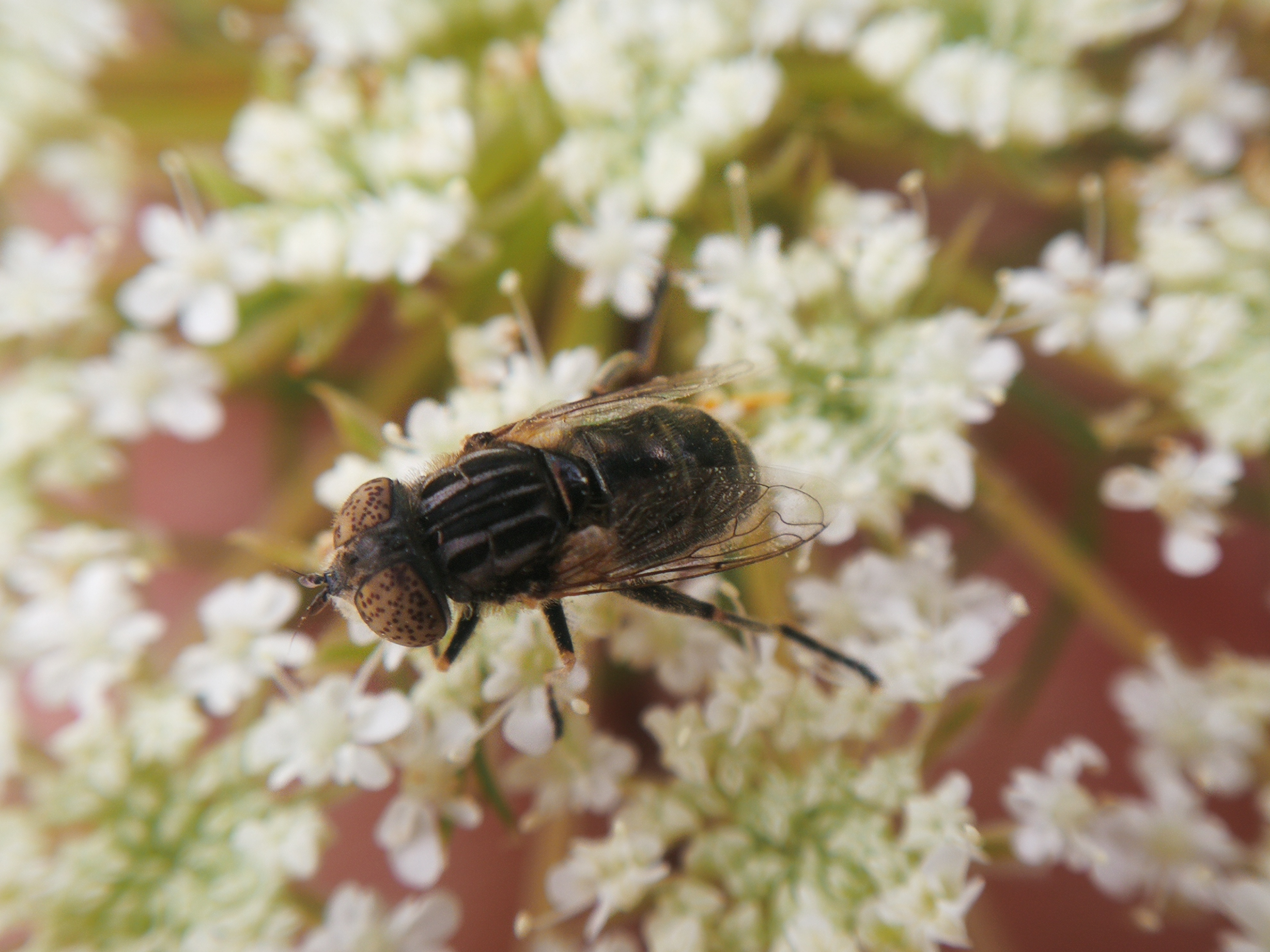 Eristalinus sepulchralis - fekete foltosszeműlégy