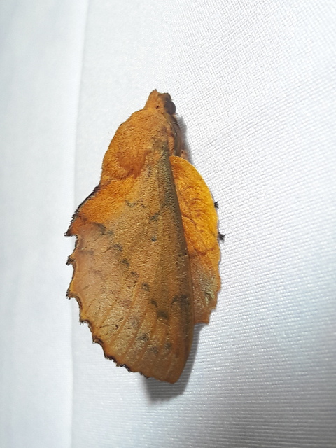 Gastropacha quercifolia - tölgylevélpohók