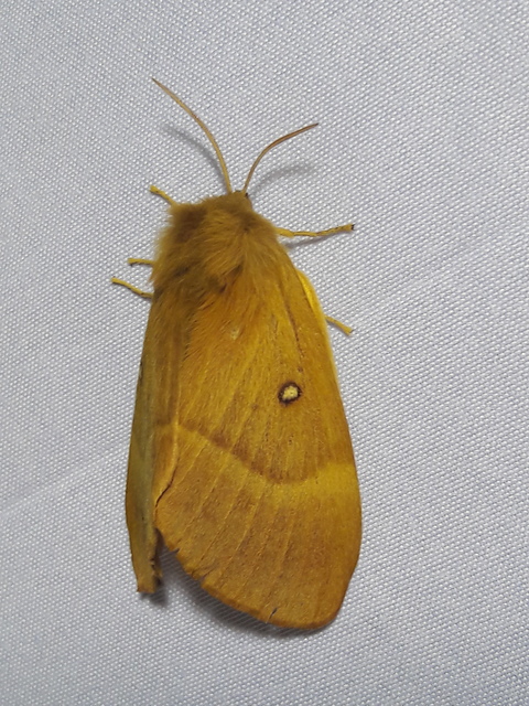 Lasiocampa quercus - tölgyfaszövő