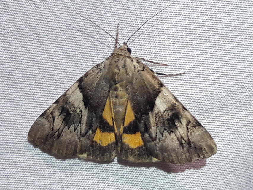 Catocala fulminea - galagonya-övesbagoly
