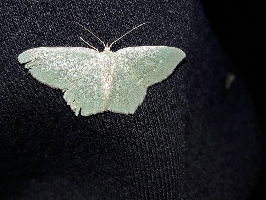 Hemithea aestivaria - nyír-zöldaraszoló