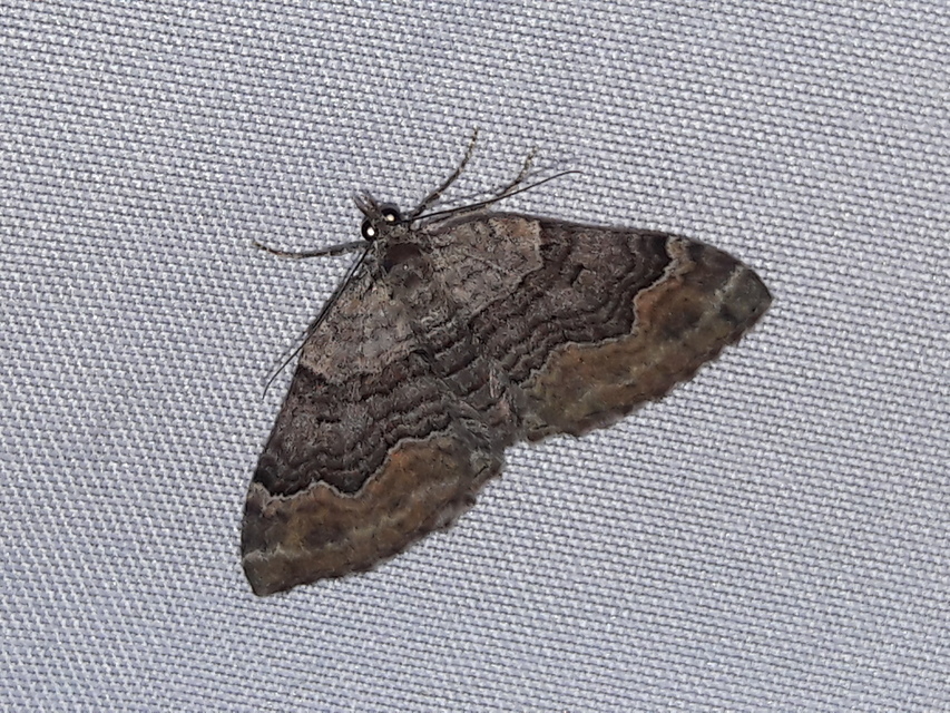 Xanthorhoe quadrifasiata - négysávos tarkaaraszoló
