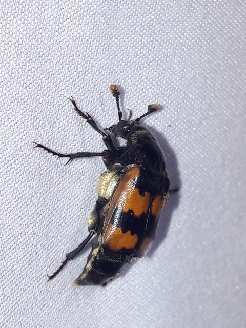 Nicrophorus vespillo - közönséges temetőbogár