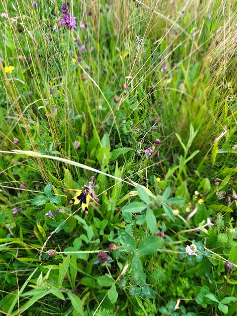 Libelloides macaronius - keleti rablópille
