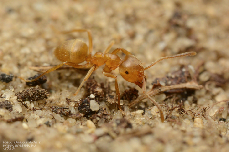 Lasius carniolicus - keleti borostyánhangya