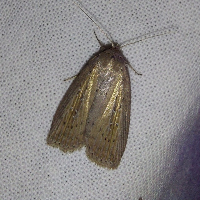 Chilodes maritima - négyfoltos nádibagoly