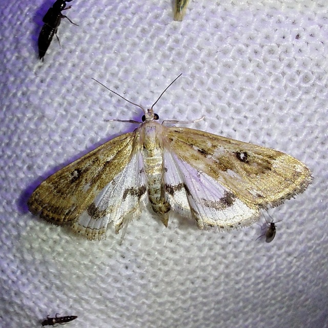 Parapoynx stratiotata - közönséges vízimoly