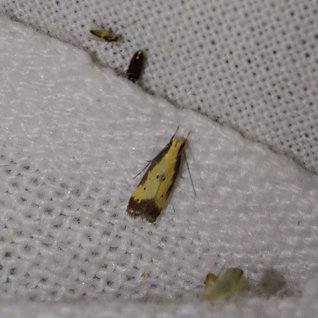 Brachmia dimidiella - citromkocsord-lápimoly