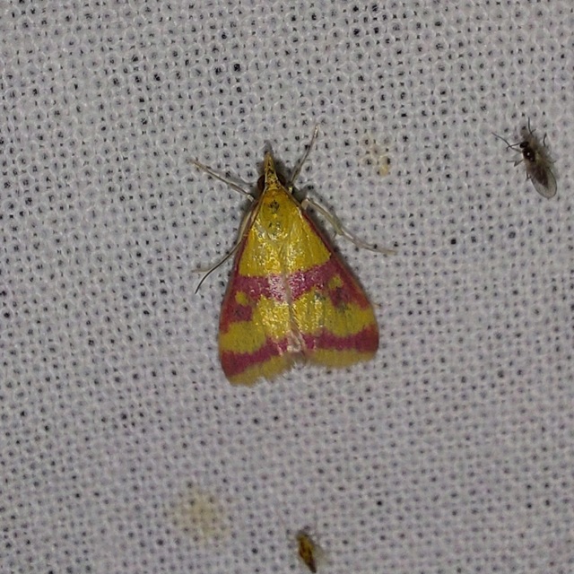 Pyrausta sanguinalis/virginalis